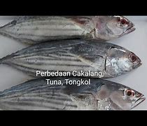 Apakah Tongkol Itu Tuna