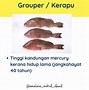 Ikan Salmon Mengandung Merkuri